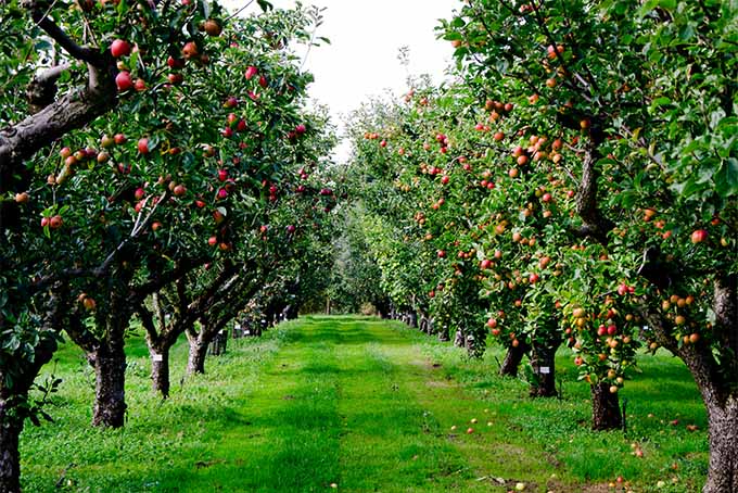 Market Outlook August 2019: Ripe For A Seasonal Pullback